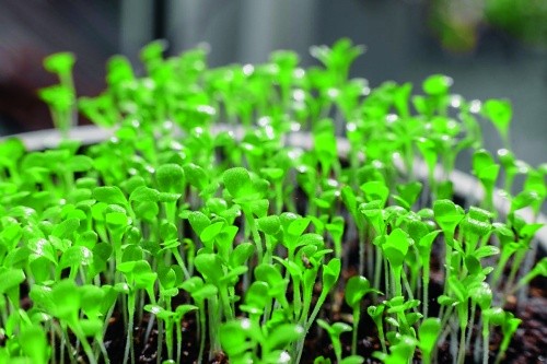 Температура вирощування мікрозелені — це вирішальний фактор, він визначає успіх