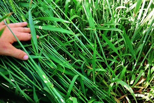 Рослини пшениці на 14-й день після обробки препаратом Балій