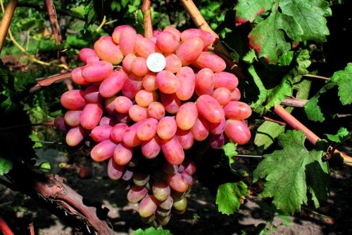 Столовий сорт винограду тривалого зберігання
