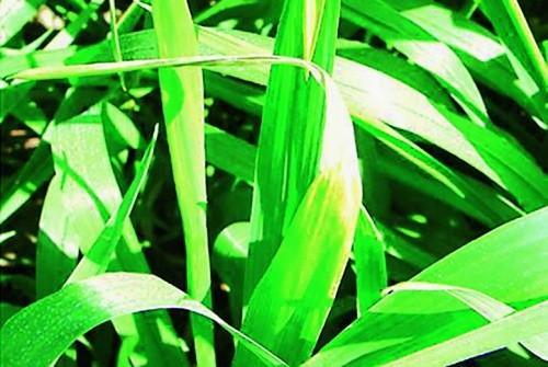Прояв дефіциту міді на рослинах пшениці