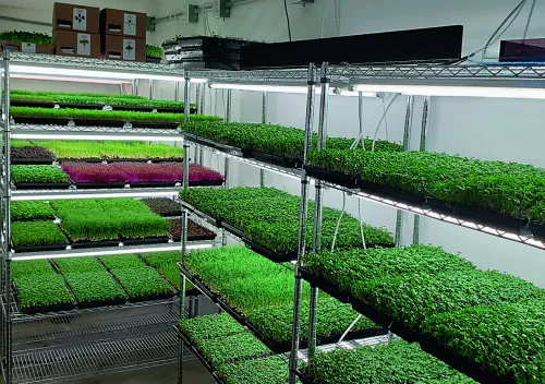 В умовах обмеженого простору, з планами на великий вихід продукції з одиниці площі можна розмістити міні-ферму з вирощування мікрогріну в декілька ярусів