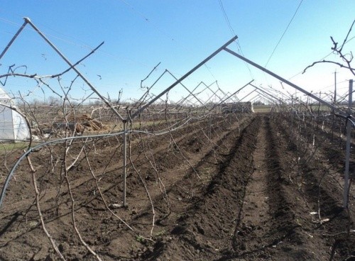 Каліфорнійський метод формування виноградників