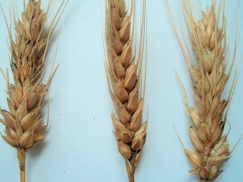 У разі використання ураженого фузаріозом зерна пшениці у харчових або кормових цілях воно може бути причиною отруєння людей і тварин