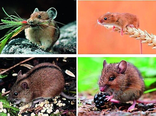 Польова миша без насіння загине через 7–10 днів