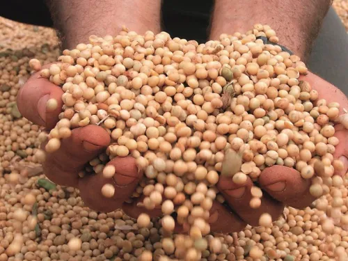 IT знано спрощує реалізацію власної продукції — один із найважливіших етапів агробізнесу