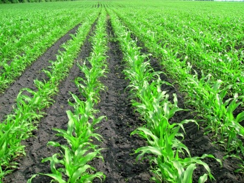 Посіви кукурудзи з міжрядним обробітком