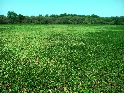 Істотний вплив на за­се­леність посівів сої чле­ни­с­то­­но­ги­ми та їхню шкідливість має гу­с­то­та  сто­ян­ня рос­лин і ши­ри­на міжрядь