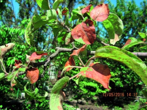 Опік крони яблуні пестицидами