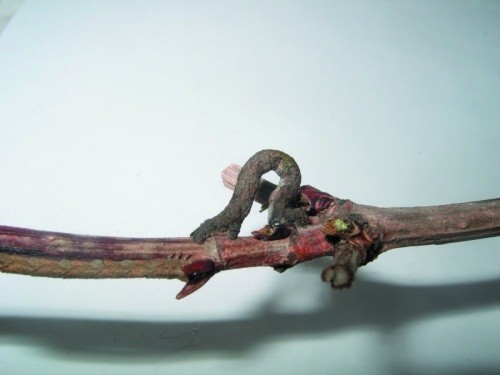 Фото 3. Гусениця п'ядуна сіро-димчастого та пошкоджені нею бруньки