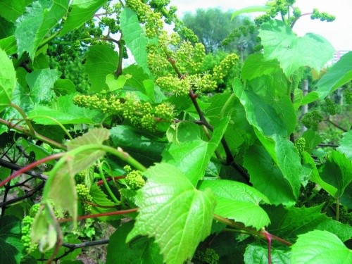 Фото 5. Початок цвітіння винограду.