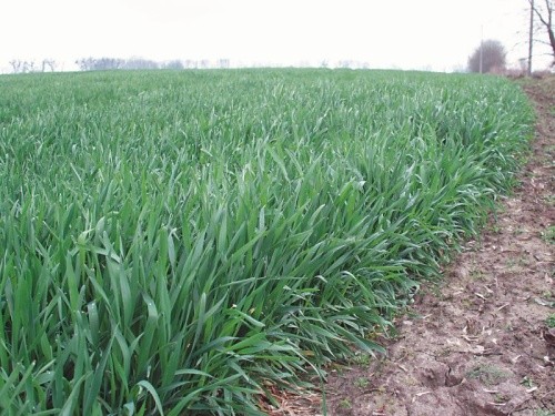 Різні прийоми внесення добрив на посівах озимої пшениці в період кущення – виходу в трубку дають можливість суттєво збільшити рівень урожайності і прибутковості