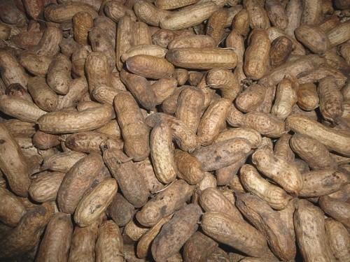 Боби арахісу. Їх урожайність може становити 10–20 ц/га (за зрошення — до 40 ц/га)