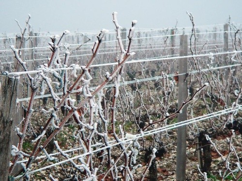 Великою перевагою кущів винограду є наявність різних за ступенем морозостійкості зимуючих вічок