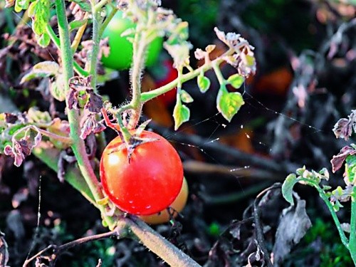 Бурий помідорний кліщ на томатах