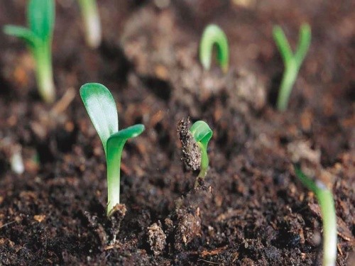 Процес проростання насіння