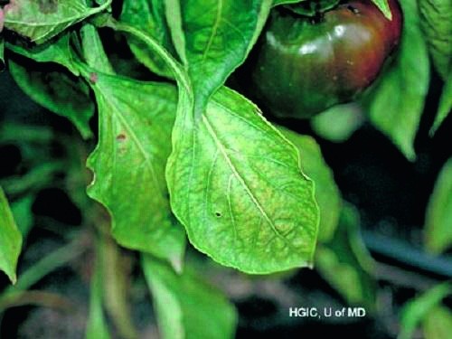 Хлороз листя перцю, спричинений нестачею заліза