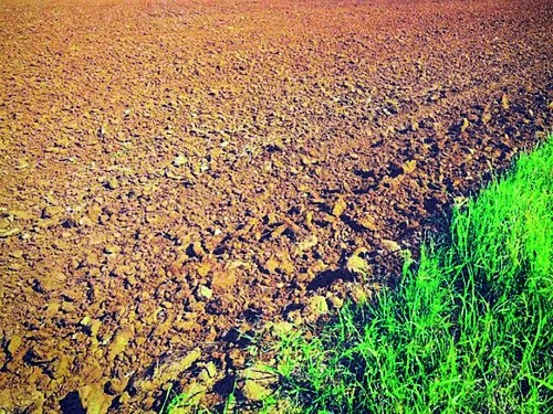 Сівба кукурудзи на піщаних ґрунтах без належного удобрення призведе до втрати врожаю