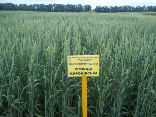 Сімкода миронівська