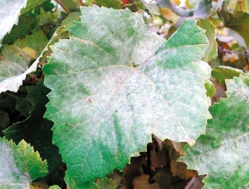 Уражене оїдіумом листя винограду