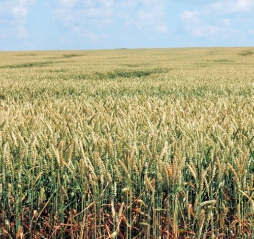 Озиму пшеницю висіваємо переважно німецької селекції