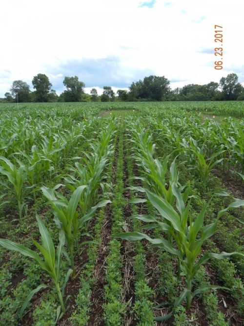 покривні культури в посівах кукурудзи