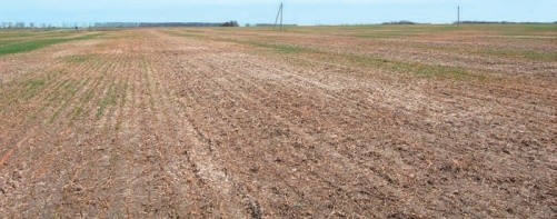 Випадіння посівів озимої пшениці навесні внаслідок ураження рослин кореневими гнилями (Сумська область, 22 квітня 2011 року)