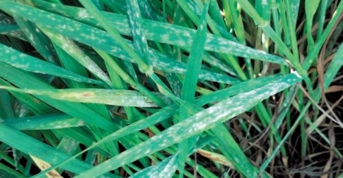 Випробуваним засобом підвищення стійкості зернових культур до борошнистої роси є внесення фосфорних і калійних добрив
