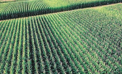Американські фермери сіють кукурудзу із шириною міжрядь 50–56 см