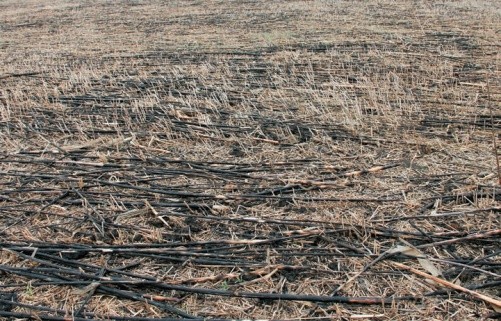 У господарствах, які на полях не залишають рослинні рештки або спалюють їх, обов’язково буде переущільнення ґрунту