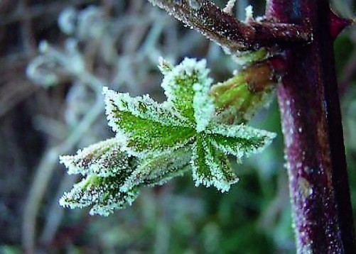 Виноградну рослину серед інших багаторічних культур помірно-континентального клімату вирізняє висока регенераційна здатність