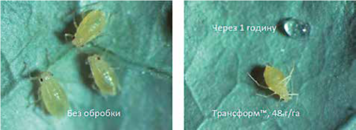 Лабораторне тестування нокдаун-ефекту Трансформ™ через годину після обробки проти зеленої персикової попелиці Myzuspersicae