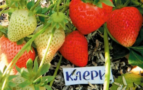 Сорт Клері