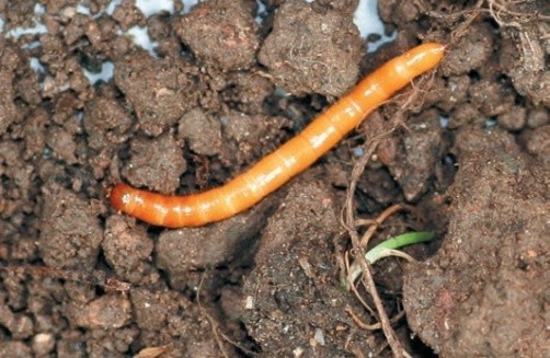 Найпоширенішим заходом контролю дротяників є обробка насіння інсектицидними протруйниками