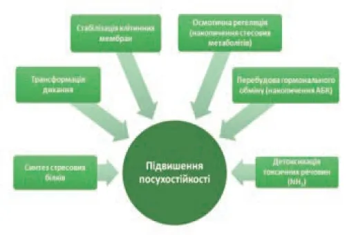 Механізм посухостійкості на клітинному рівні