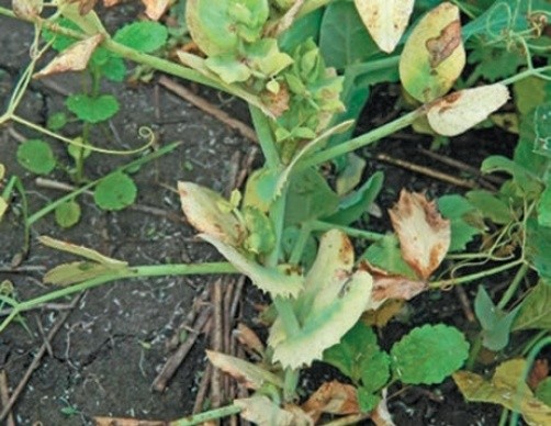 Антракноз гороху знижує врожайність та погіршує якісні характеристики зеленої маси й насіння