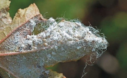 На цукристих виділеннях фітофага поселяються сажкові гриби, що негативно впливають на якість і кількість урожаю. Заселений листок спочатку покривається шаром білого нальоту