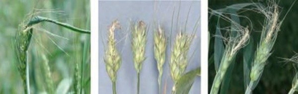 Пошкодження пшеничним трипсом