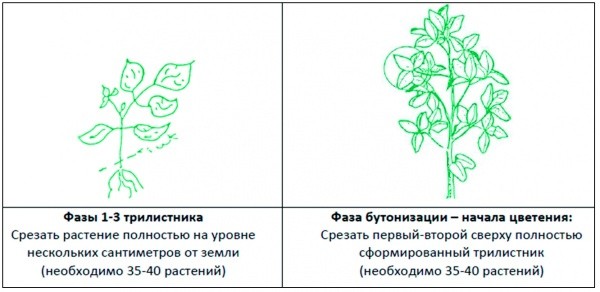 Рис. 4. Методика відбору зразків рослинного матеріалу для сої (Джерело: сайт www.quantum.ua)