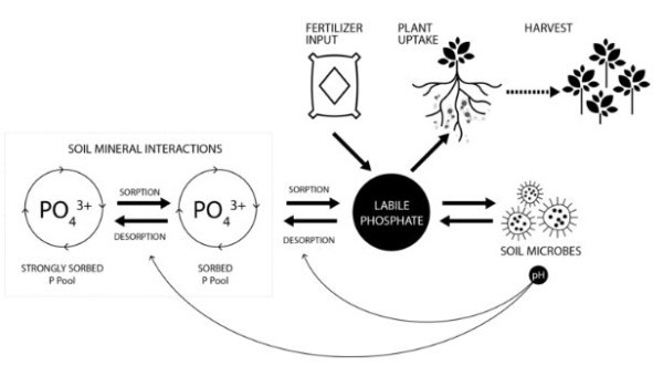 Mammoth P, мікробіологічний препарат, прискорює ріст рослин, вивільняючи фосфор з часточок грунту, так щоб рослини могли засвоїти його