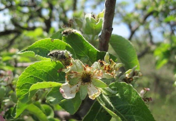 Яблуневий цвіт і листя уражене оленкою волохатою