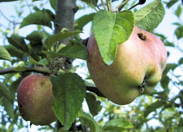 Заселене плодожеркою яблуко