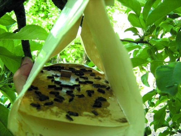 Відловлення метеликів плодожерки на феромонну пастку