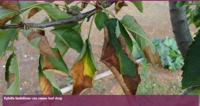 Xylella fastidiosa на вишне