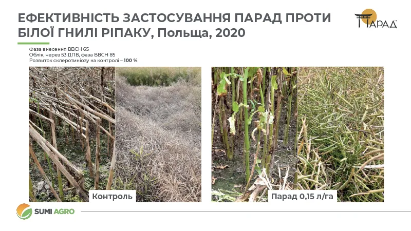 Дослід, який проводився на дослідних ділянках ріпаку в Польщі в 2020 р.