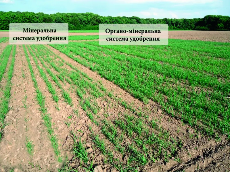 Досліди з мінеральною та органо-мінеральною системами удобрення