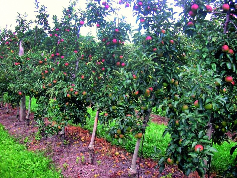 Результат застосування регулятору росту у промислових насадженнях яблуні