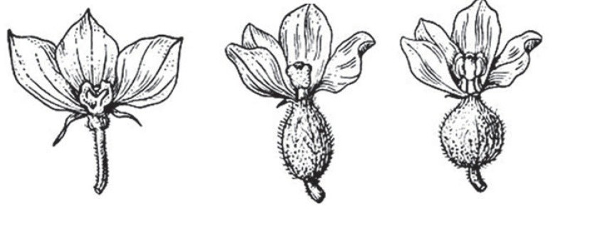 1 — чоловіча квітка; 2 — жіноча квітка без тичинок; 3 — гермафродитна квітка