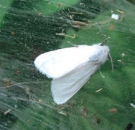 Імаго американського білого метелика