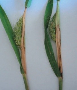 Базальний бактеріоз пшениці, збудник Pseudomonas syringae pv. Atrofaciens