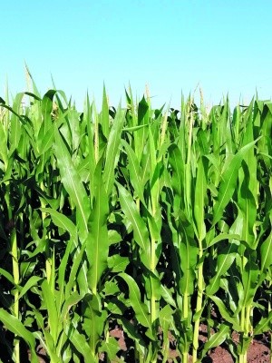 Лінійка гібридів кукурудзи Optimum® AQUAMax® дає змогу мінімізувати ризики та максимізувати продуктивність рослин в умовах посухи